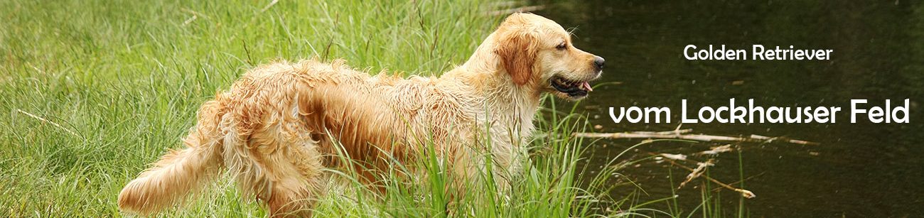 Golden Retriever "vom Lockhauser Feld"